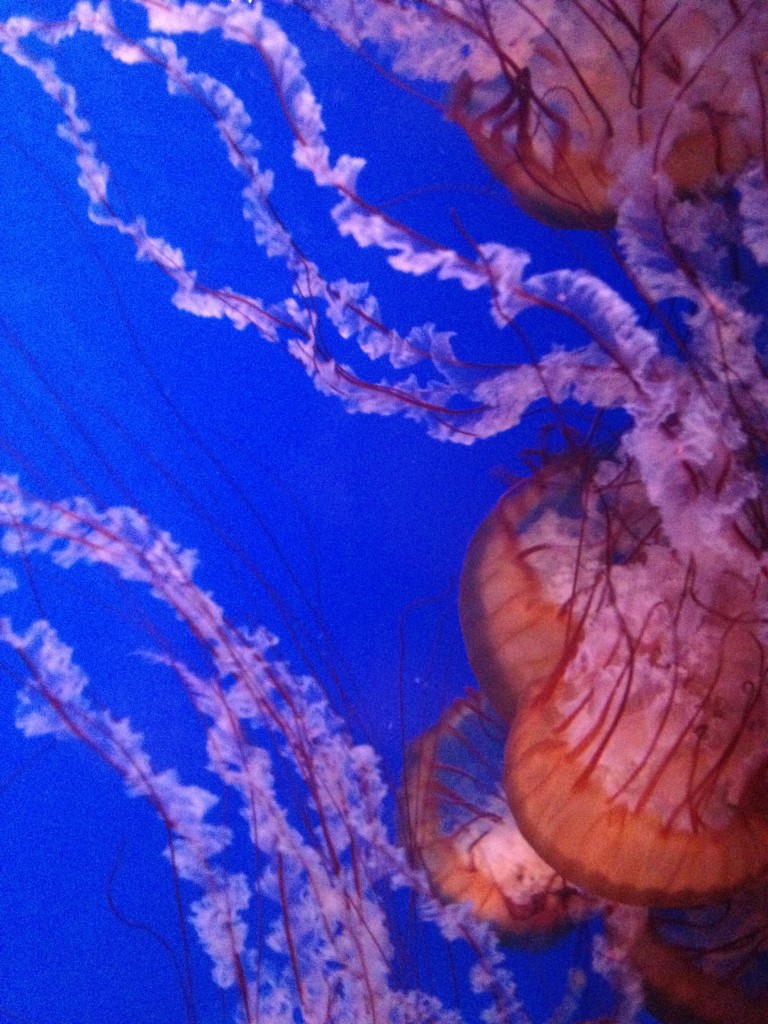 Jelly Fish