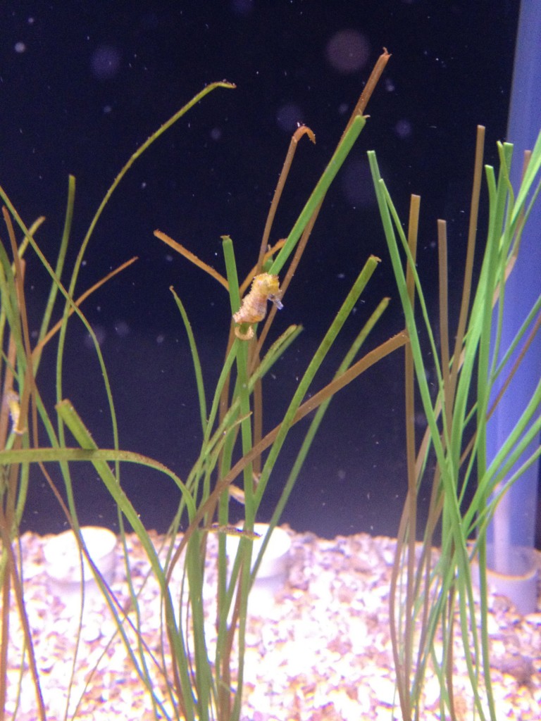 Tiny Sea Horse