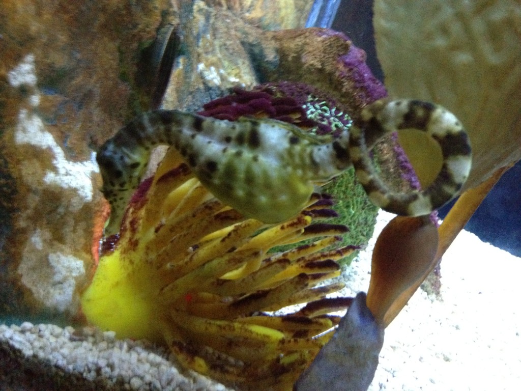 Pot Bellied Sea Horse