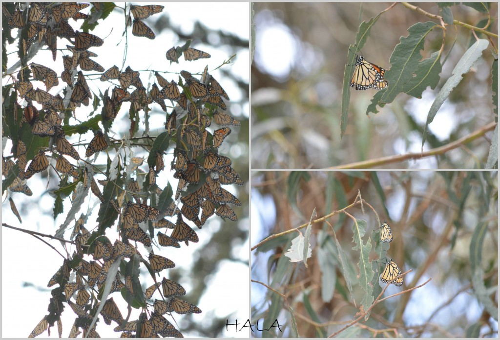 A lot of Monarchs in Pismo Beach