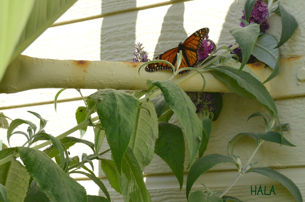 Beautiful Monarch Butterfly in Cambria