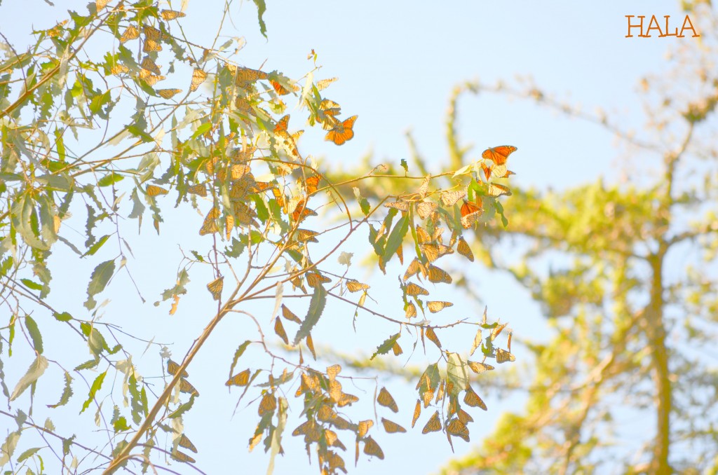 Monarch Butterflies 