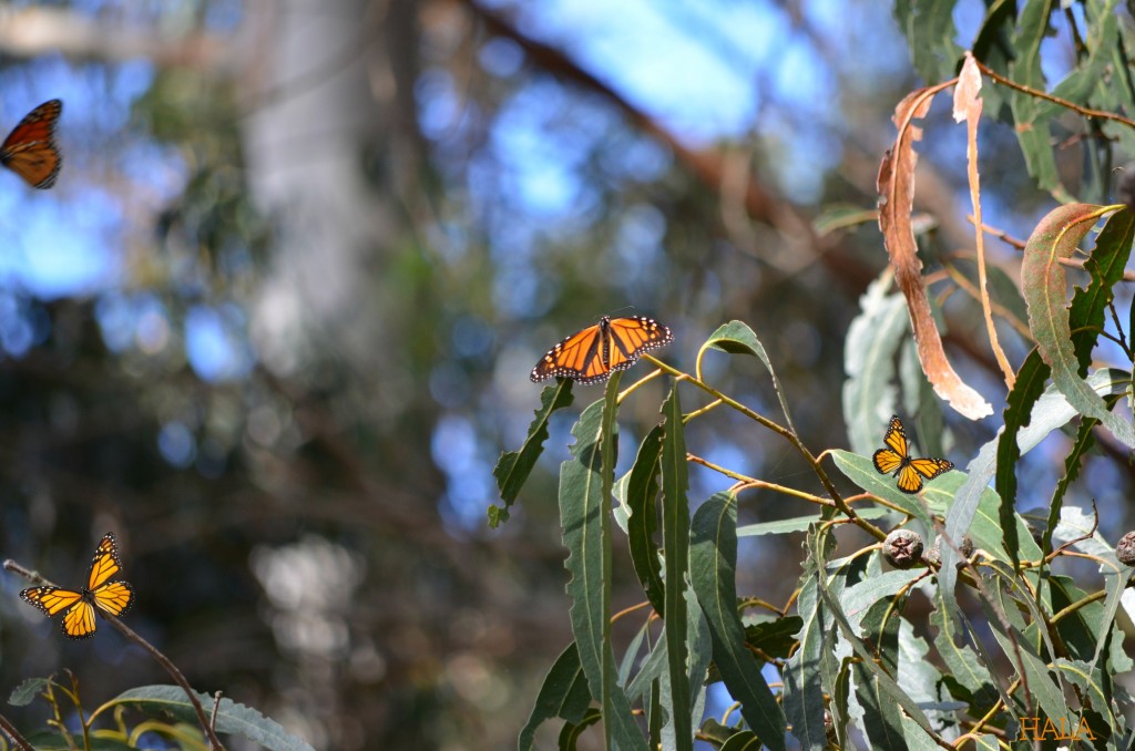 Monarch Butterflies 