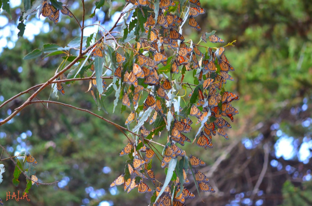 Pismo Beach Monarch Butterfly Grove