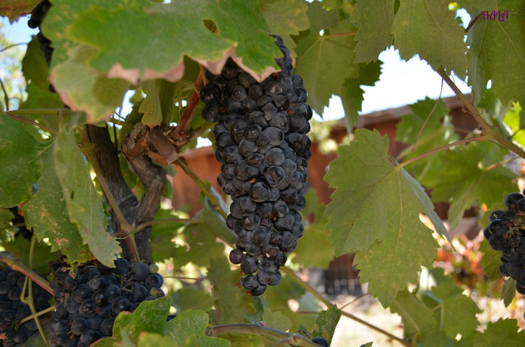 Wine Grapes