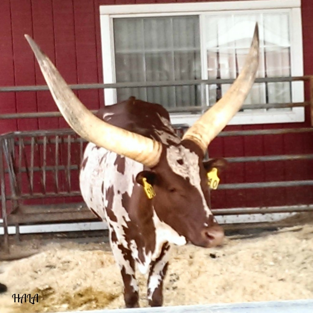 Big Bull OC Fair