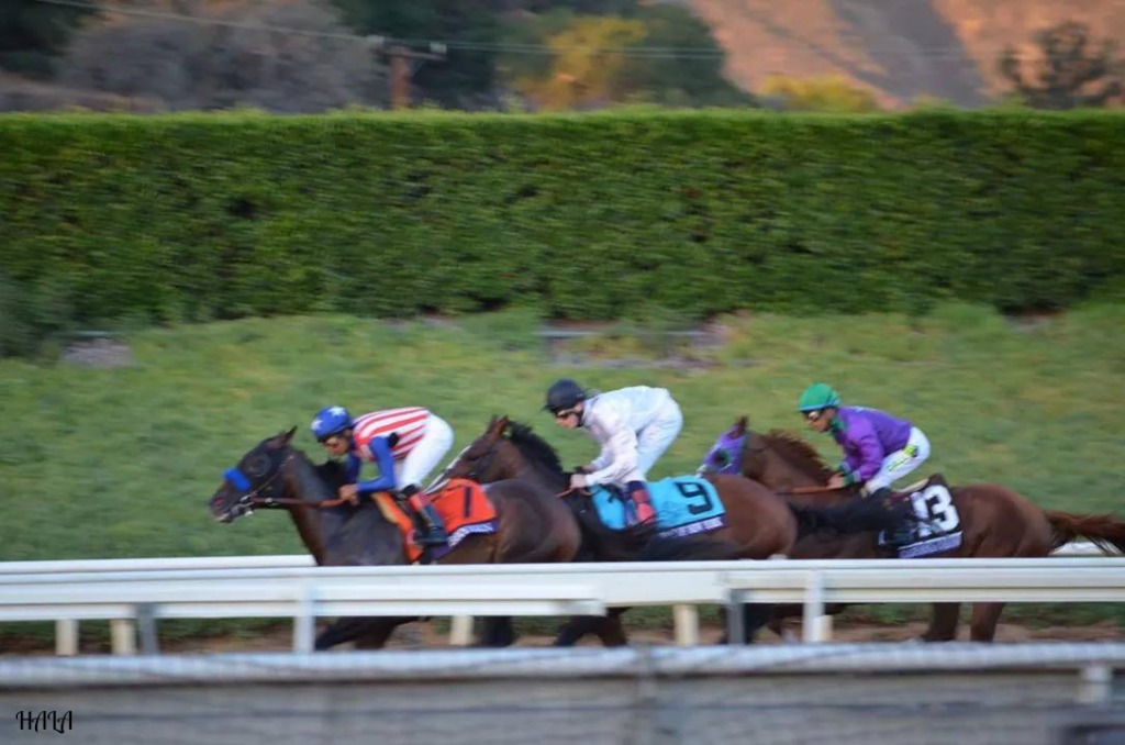 Breeders Cup Race  2014