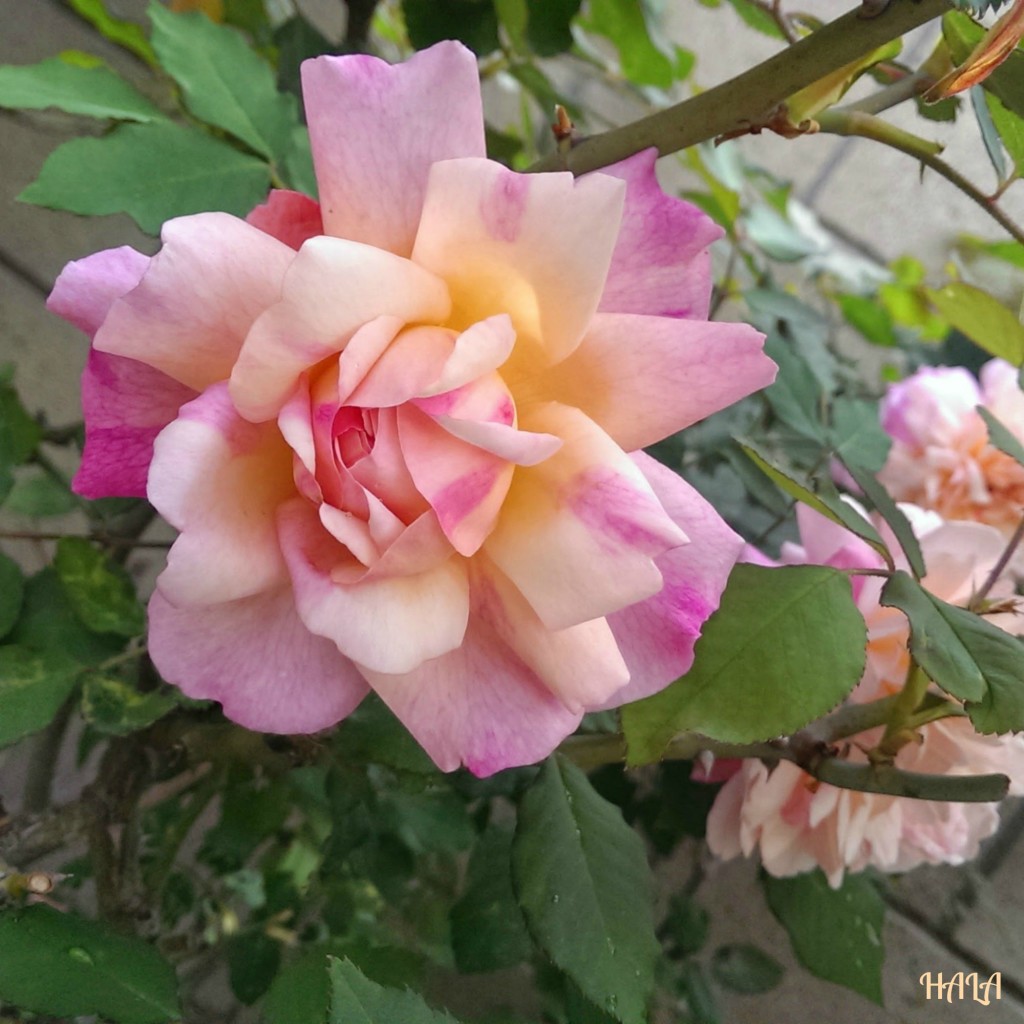 PINK-PEACH-ROSES