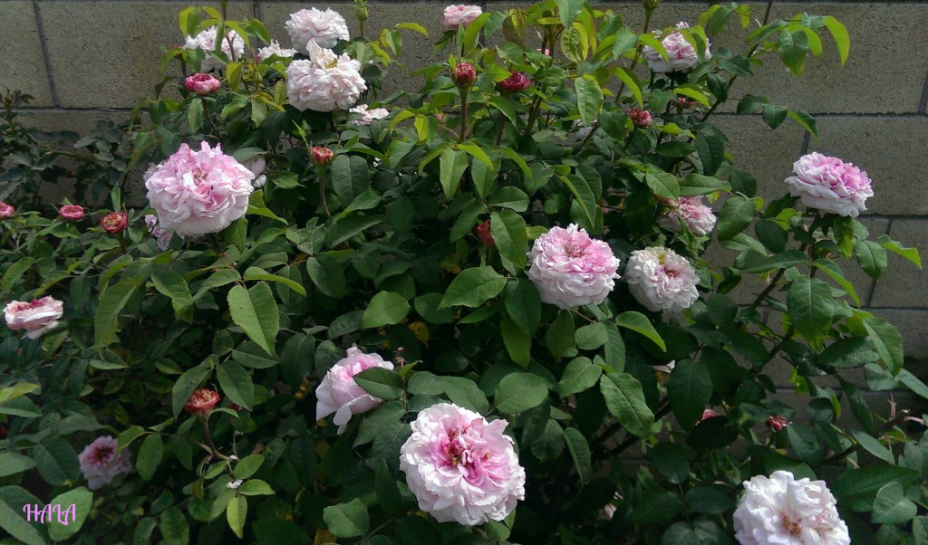 Pink-Rose-Bush