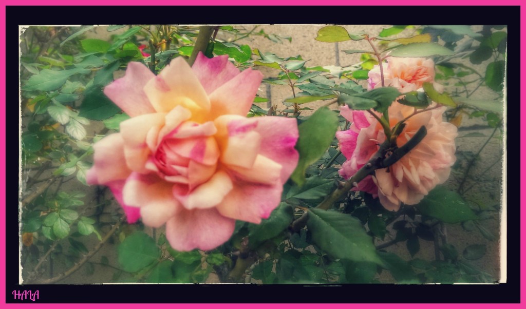 Pink-Roses-Springtime