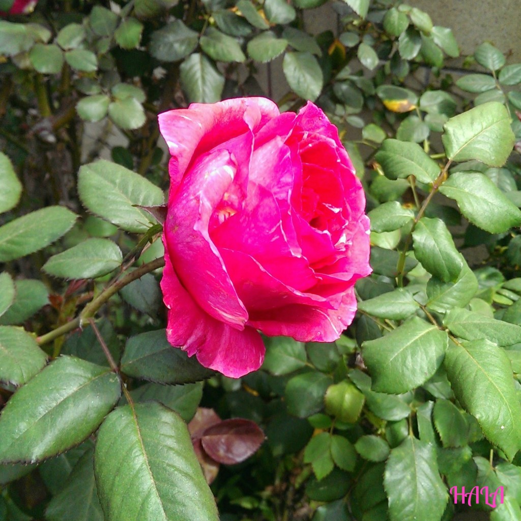 Pretty-Spring-Rose