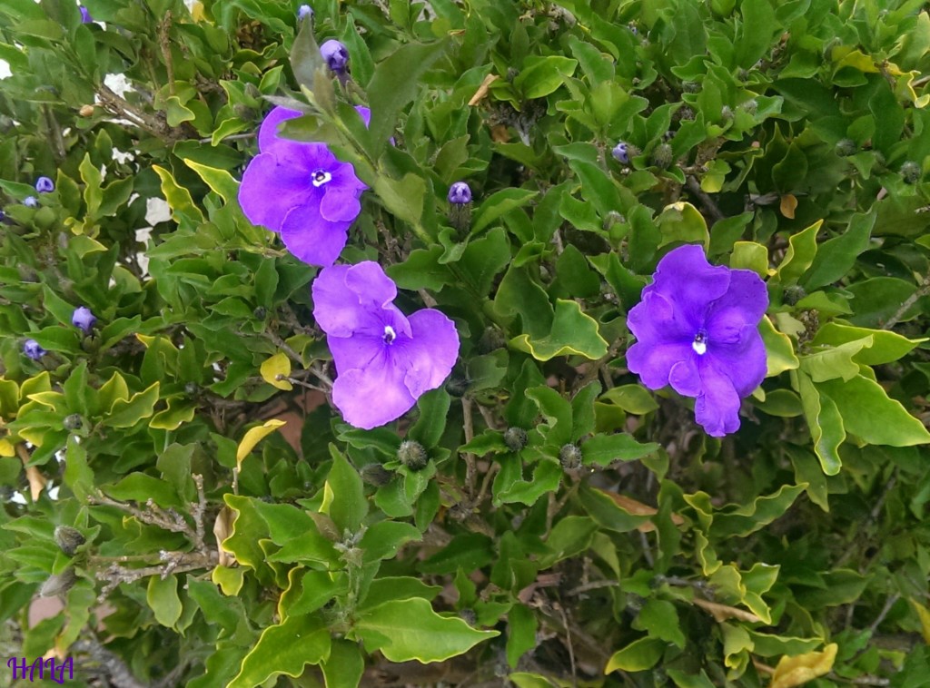 Purple-Spring-Bush