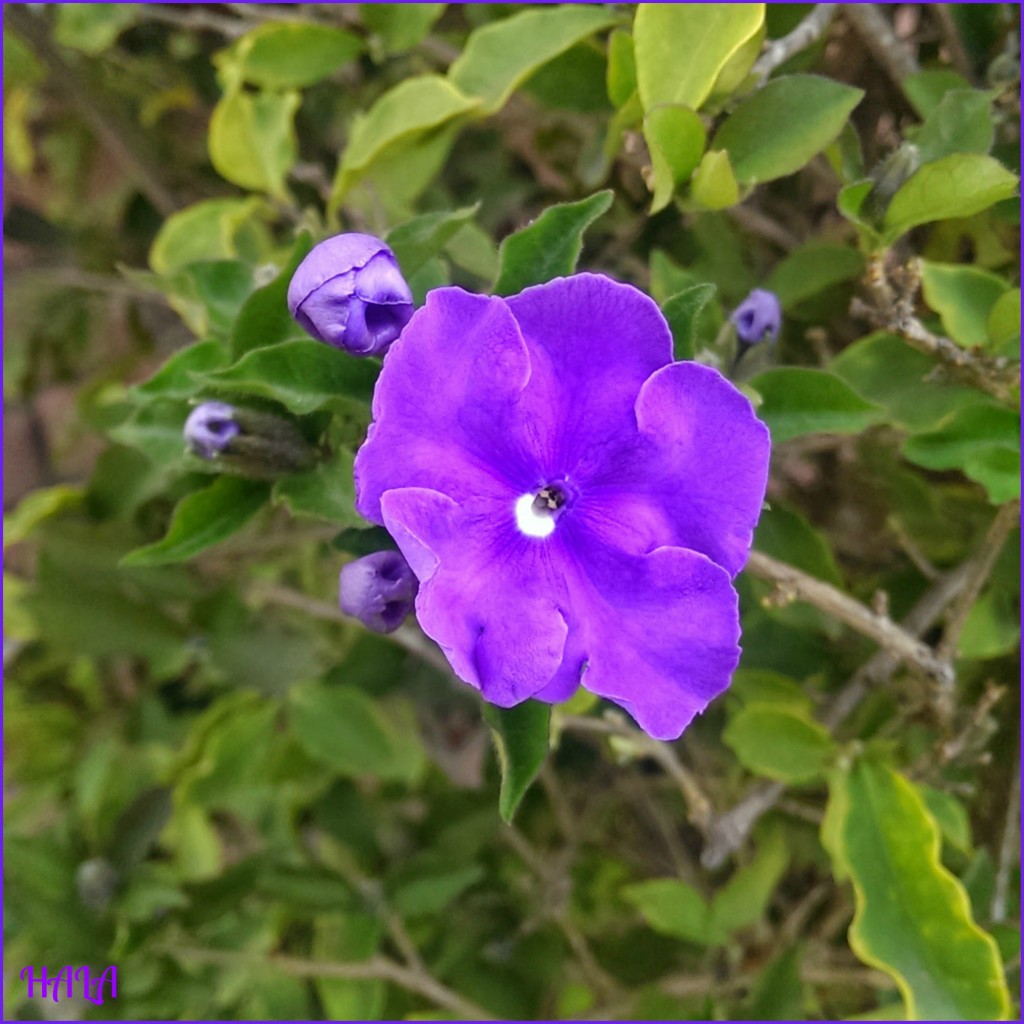 Spring-Blooms-Brunfelsia