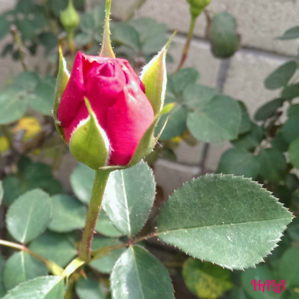 Spring-Rose-Bud