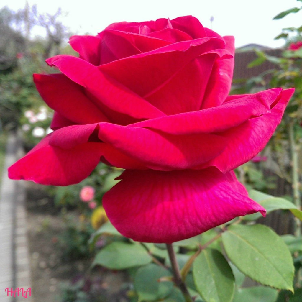 red-rose