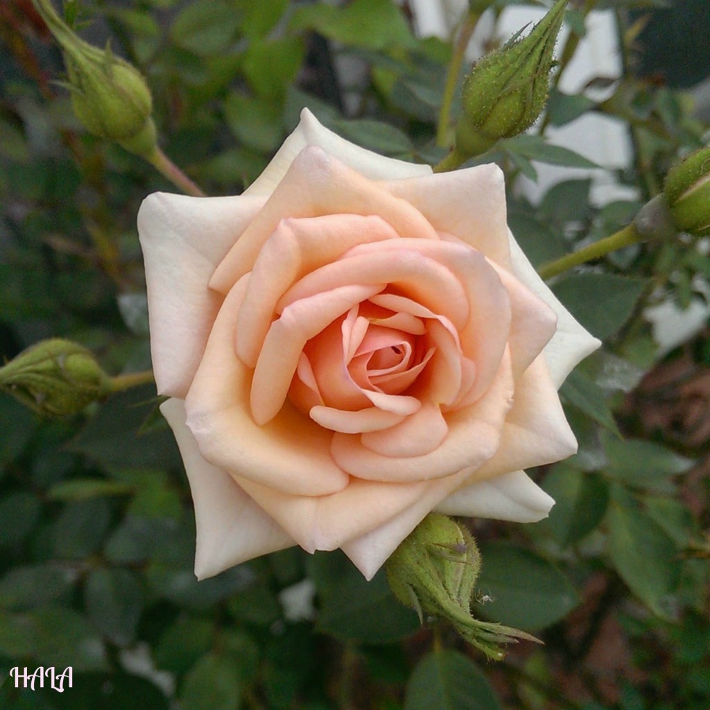 spring-Peach-Rose