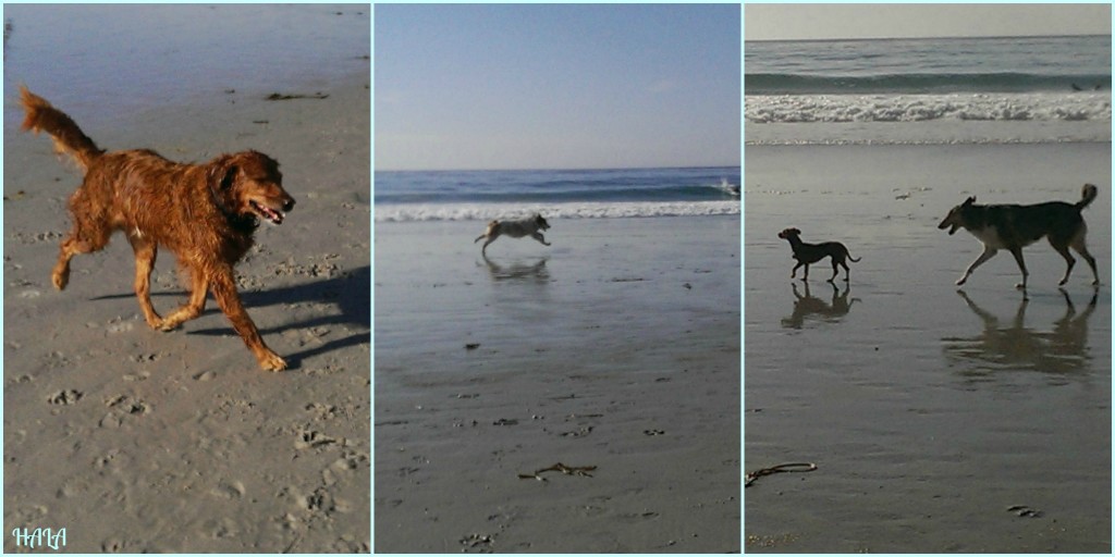 Carmel-Dog-Beach
