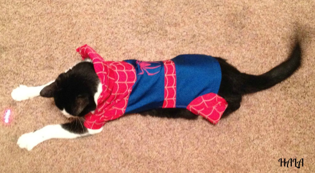 Spider Cat in Action