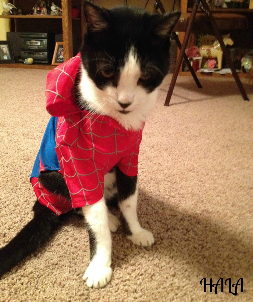 Spider Kitty Moe