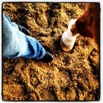 Hoofprints in the Sand