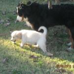 Wordless Wednesday– Puppy Love <3