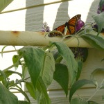 Pismo Beach Monarch Butterfly Grove @Pismotravel