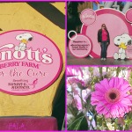 Knott’s Berry Farm For the Cure 