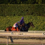 A Day at the Races: The Breeders’ Cup Classic 2014