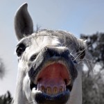 Wordless Wednesday: Majestic Lusitano Stallions