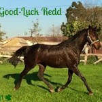 Good-Luck Redd