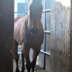 Horsing Around at the Barn #Horses