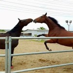 Summertime with the Horses and an American Style Update
