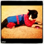 Wordless Wednesday: It’s Spider Kitty! #Halloween #CutePets