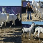 Premiering This Week: Cavalia’s Odysseo! | @Cavalia #OdysseoOC