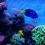 Finding Dory at the Monterey Bay Aquarium! #FindingDoryEvent