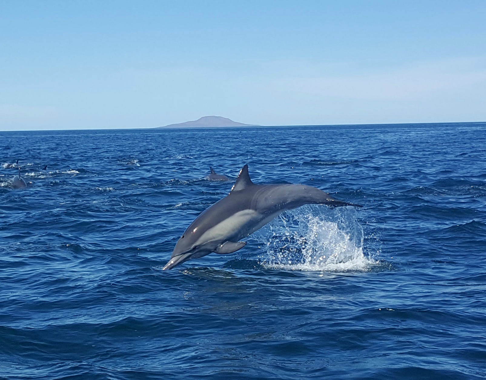 Villa del Palmar dolphins 