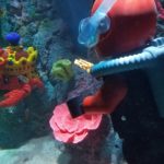 Lego City: Deep Sea Adventure Submarine Ride Takes its Maiden Voyage at Legoland California Resort!