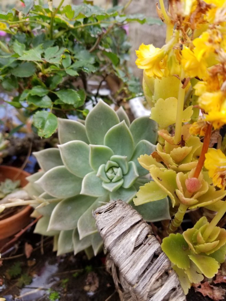 Garden in Quarantine